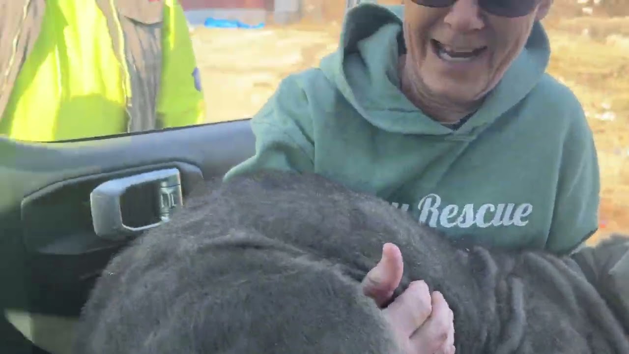 Meet our Saving Grace - Stray Rescue of St. Louis