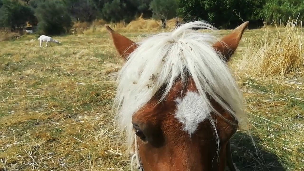 Le mie capre e il cavallo