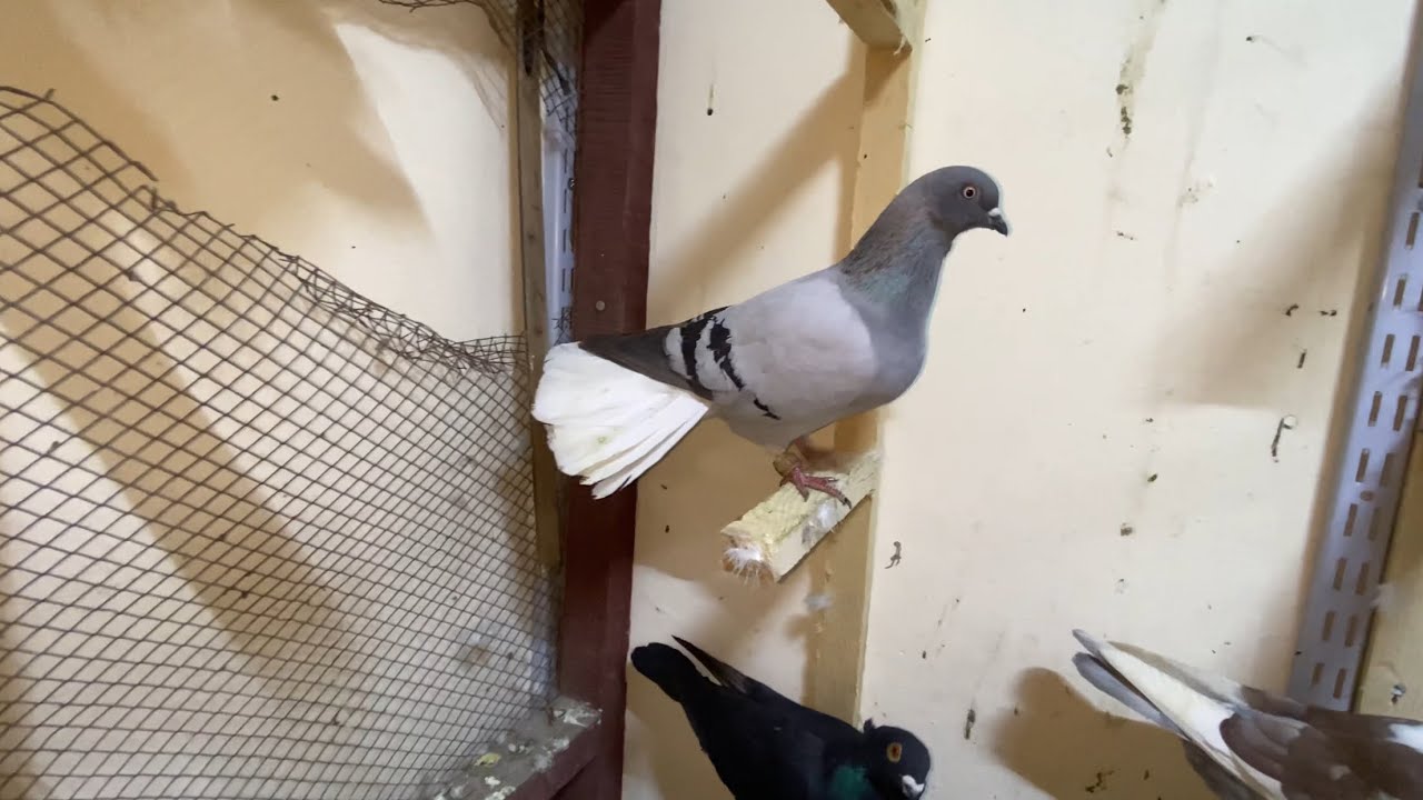 قهوة طيور في حي البياضة حمص 