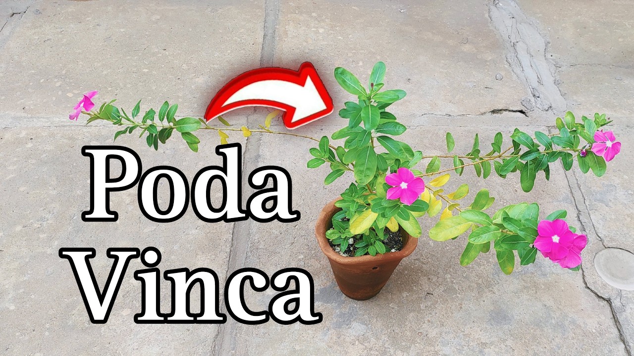 Como PODAR VINCA ?How to prune Vinca?