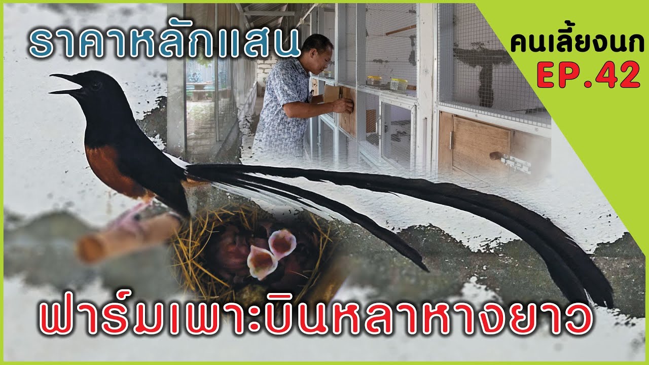 คนเลี้ยงนก EP 42 ฟาร์มเพาะนกบินหลาหางยาว ราคาหลักแสน