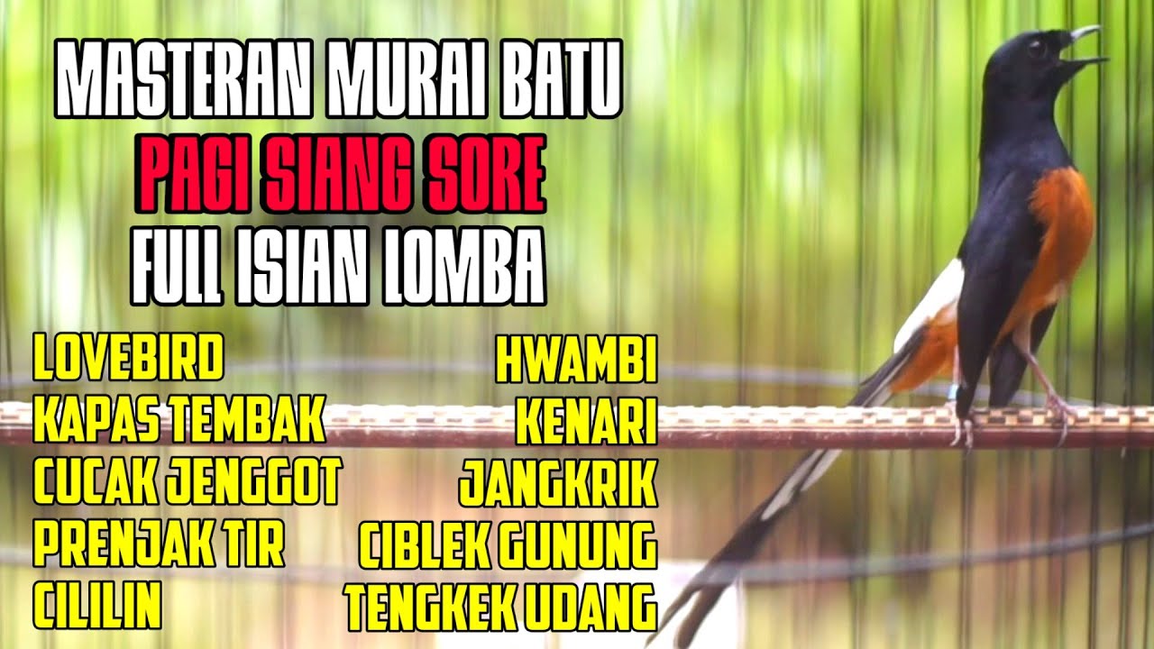 MASTERAN LOMBA MURAI BATU FULL ISIAN MEWAH AMPUH BIKIN MURAI BATU ANDA LANGSUNG BONGKAR MATERI