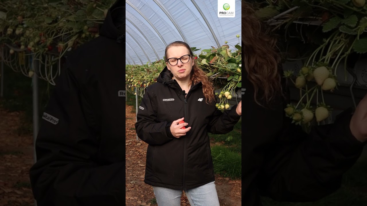 Sezon truskawki &ndash; podsumowanie 🍓