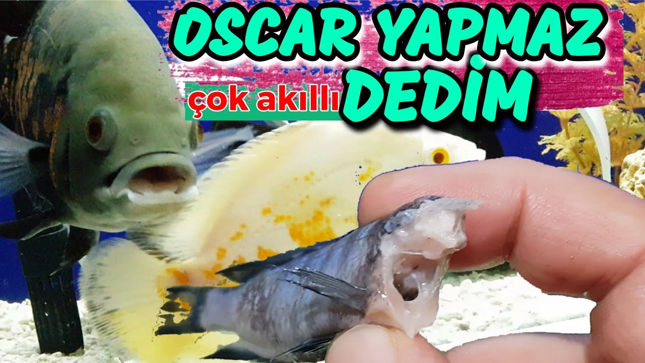 MAVİ PRENSESLERİ OSCAR BALIĞINA YEM YAPTIM, akvaryum balıkları