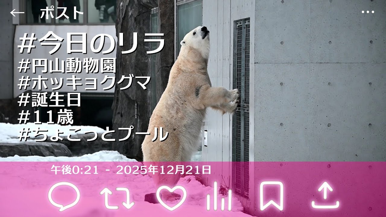 今日のリラ 11歳の誕生日 2025/12/21