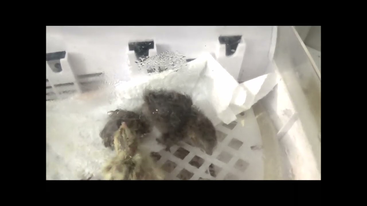 HOW MANY HATCHED