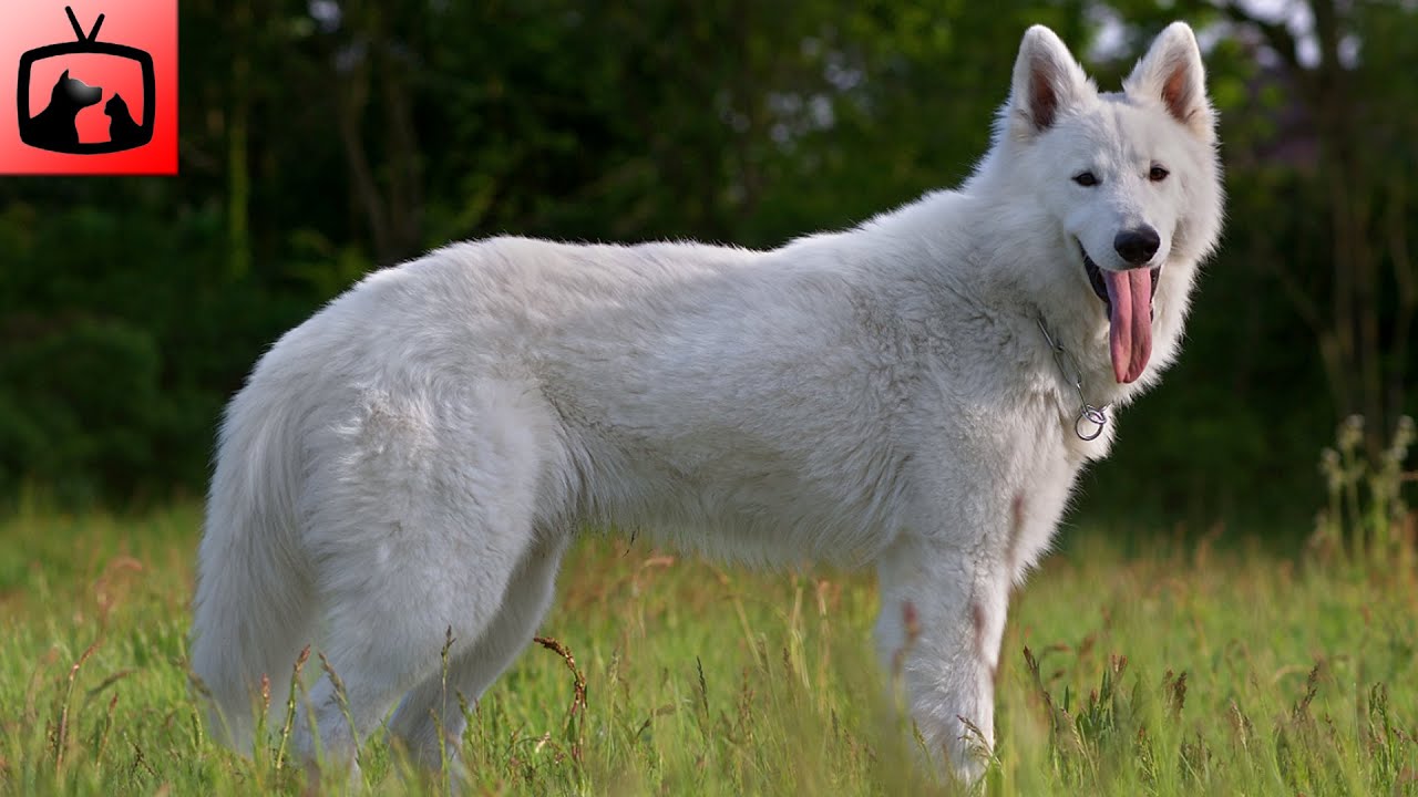 🐕 Švicarski Ovčar Pas – Slike i Karakteristike Švicarskog Ovčara!