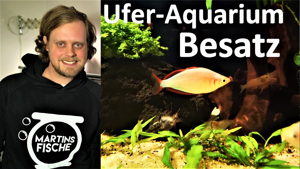 Ufer-Aquarium Teil 3/3 - REGENBOGENFISCHE als neuer Besatz!