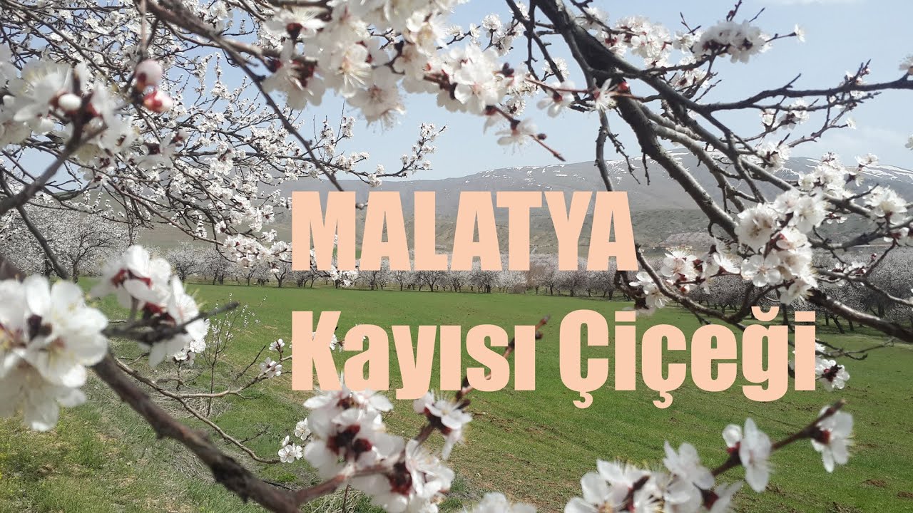 🌹 Malatya Kayısı Çiçeği🌹Malatya gezilecek yerler