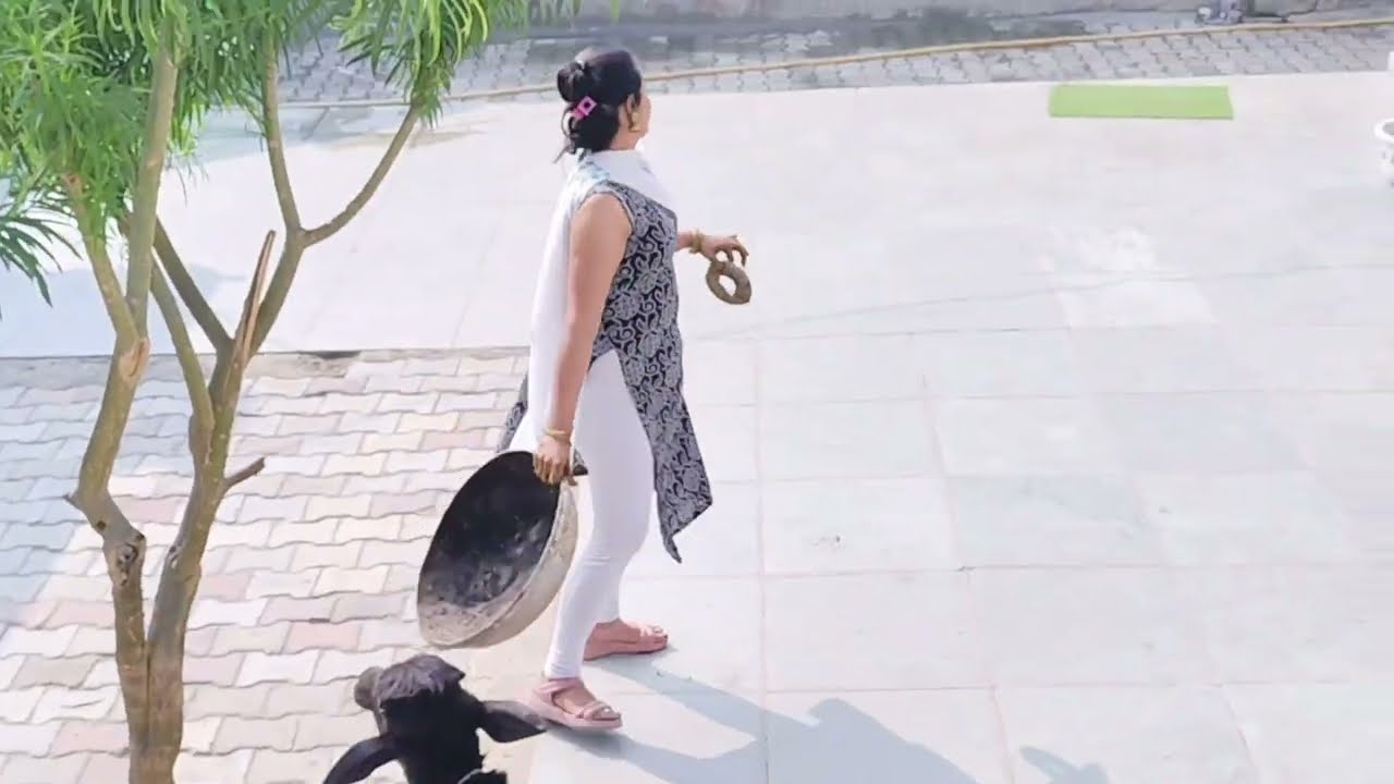 गोबर के उपले बनाए #villagelifestyle #dailyvlog #funny #cleaningvlognew #villagelife #desigirl#new 