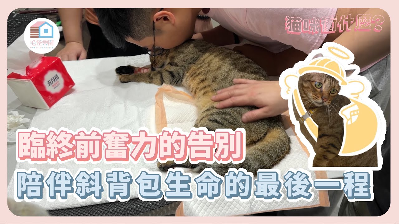 【貓咪衝什麼?】臨終前奮力的告別，陪伴斜背包生命的最後一程