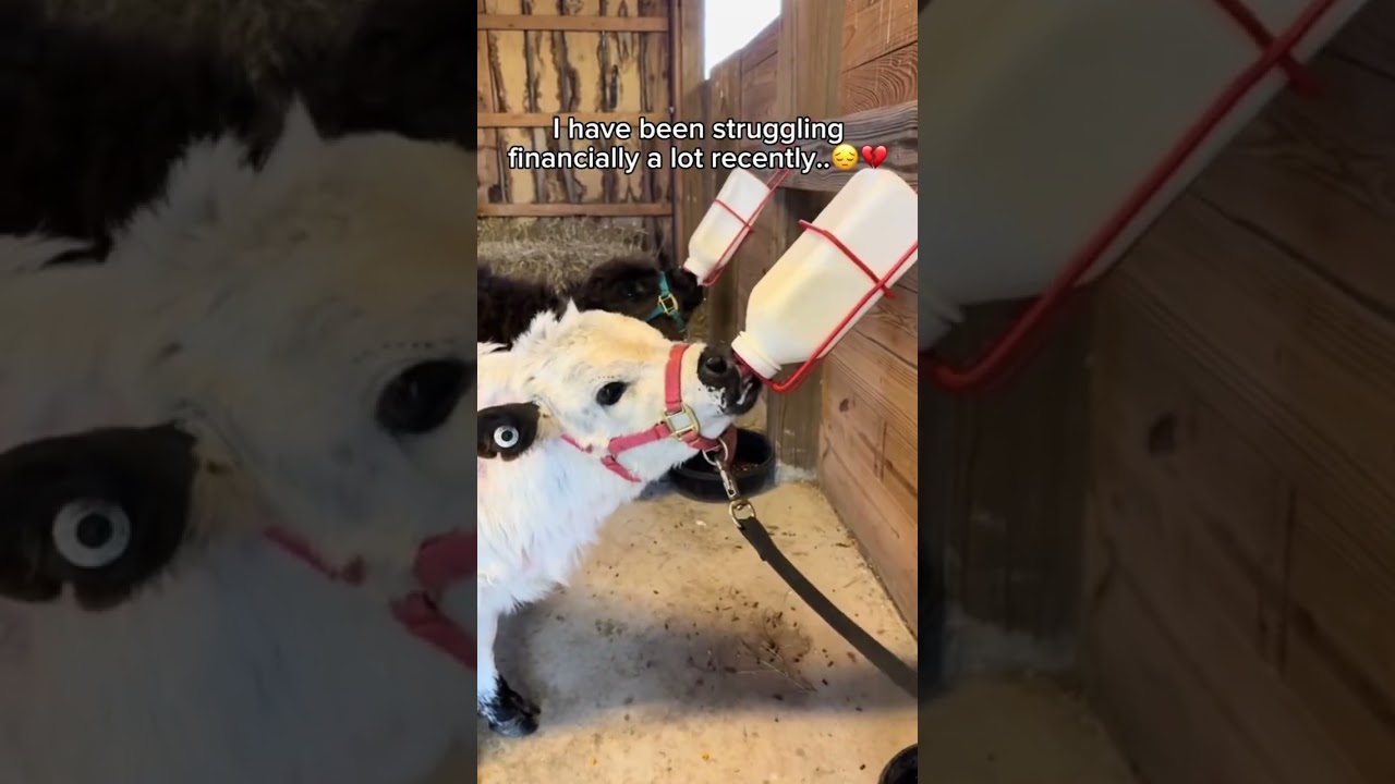 Please leave a comment to boost this post❤️🙏 #slippers #cow