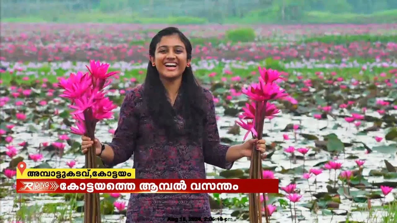 കോട്ടയത്തെ ആമ്പൽ വസന്തം ; കോട്ടയം അമ്പാട്ടുകടവിലെ ആമ്പൽ കാഴ്ചകൾ അതി മനോഹരം | Kottayam