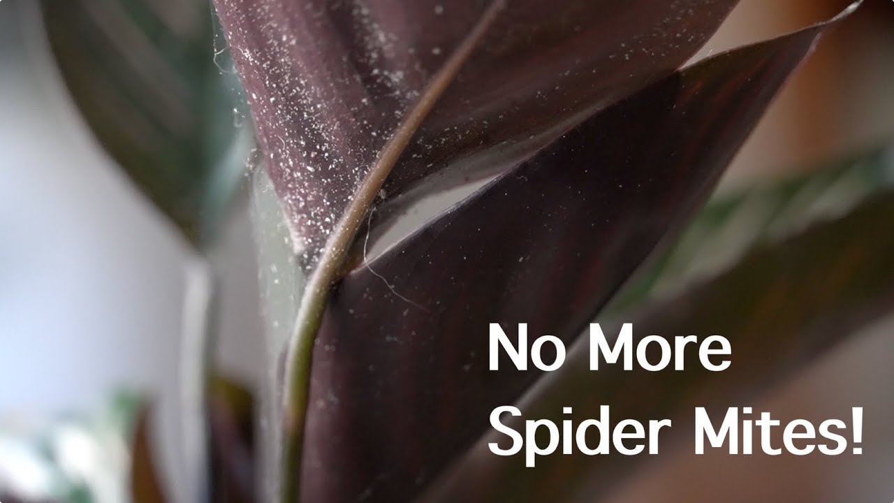 Get Rid of Spider Mites | Identify & Treatment