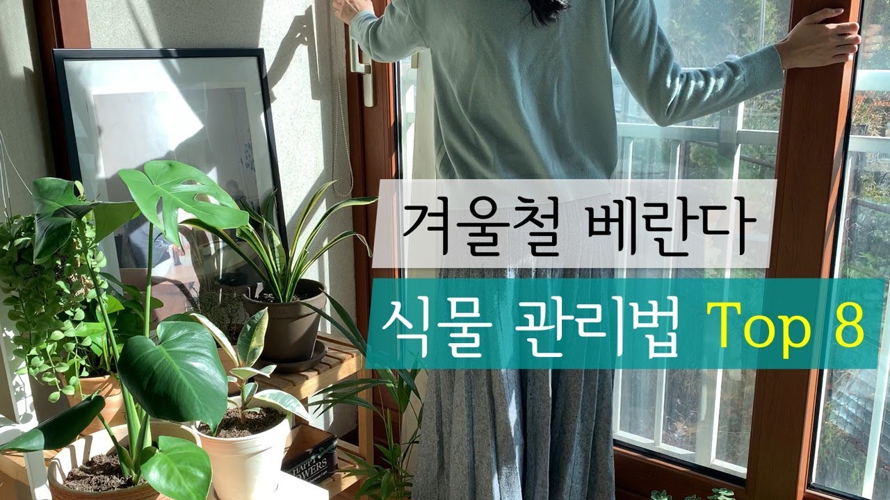 겨울철 베란다 식물 관리법 TOP 8 ❄️ Winter Care for Plants