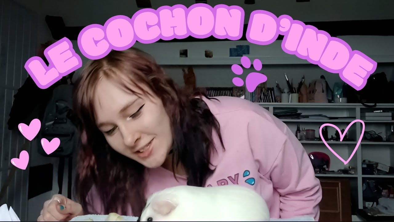 Tout sur les cochons d'Inde !