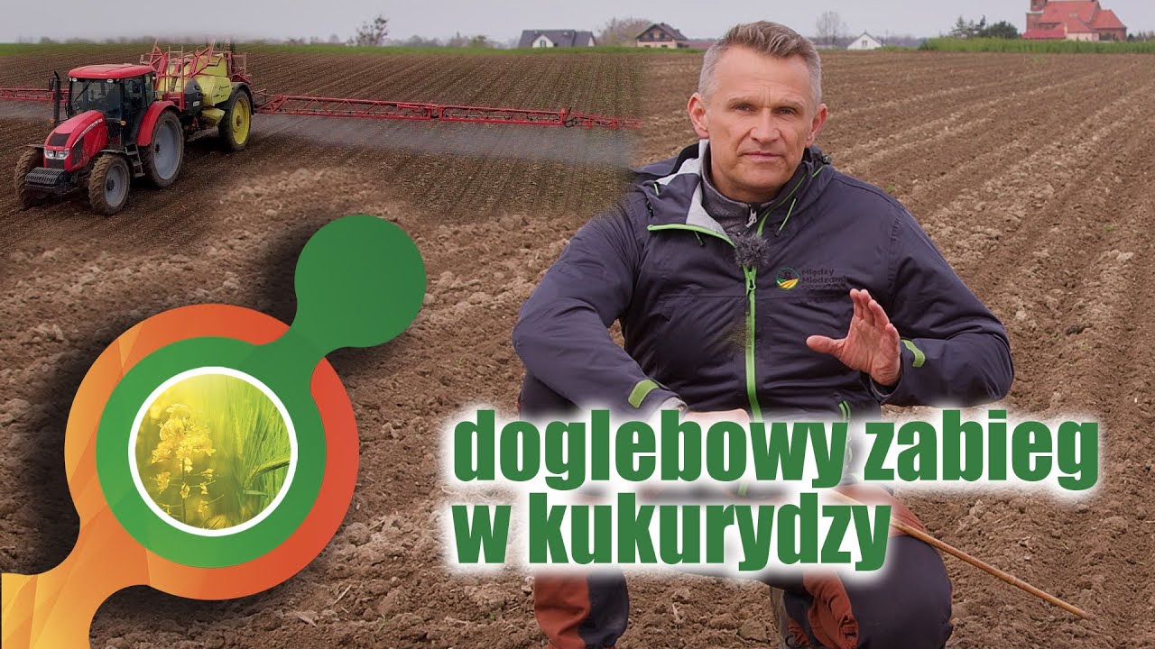 Doglebowy zabieg w kukurydzy🌽 | trzyskładnikowy herbicyd przedwschodowy Metodus 650 WG