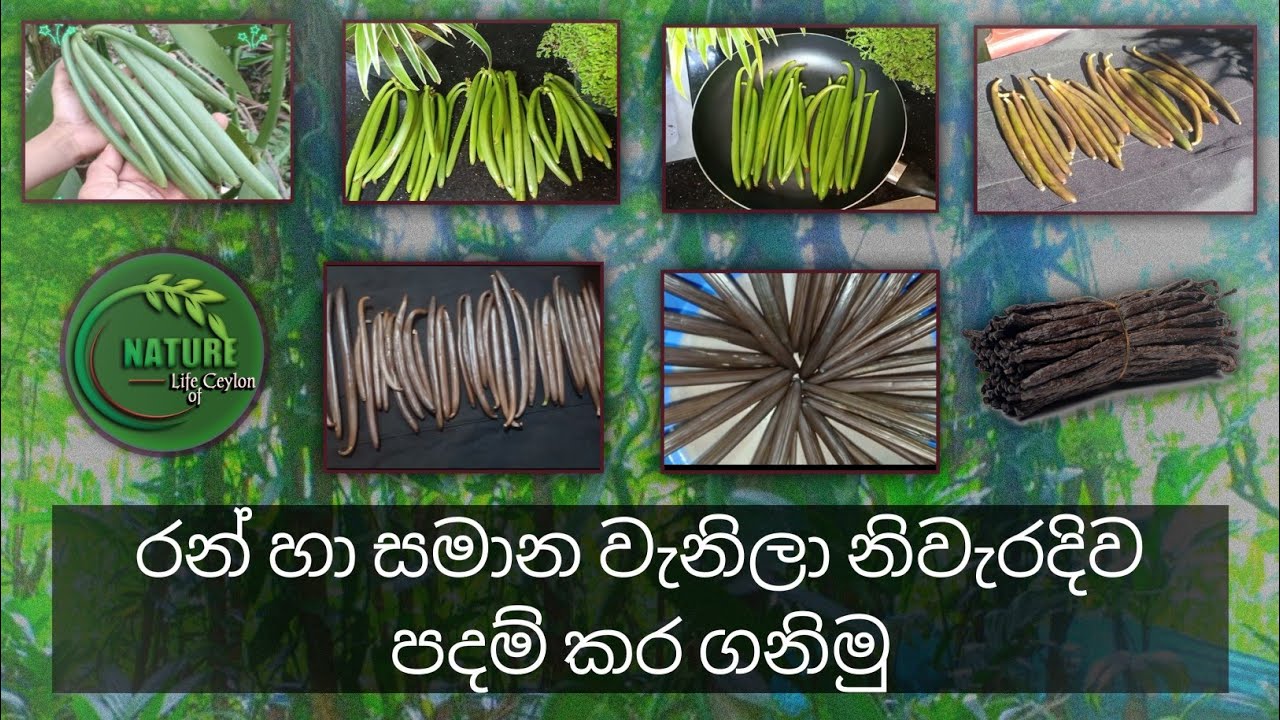 DRYING PROCESS VANILLA BEANS / රන් හා වටිනා වැනිලා නිවැරදිව පදම් කිරිම Vanilla cultivation in ceylon