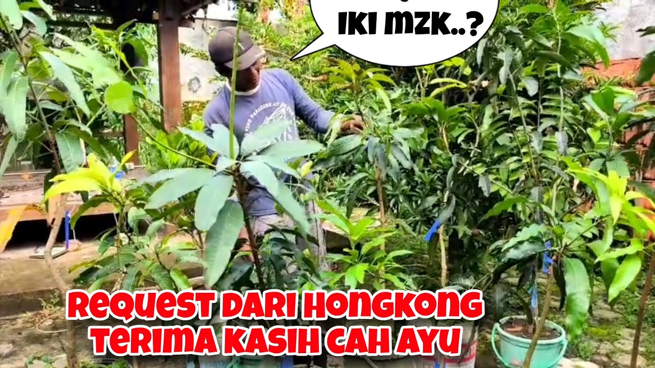 💥Ada kiojai, red ivory, yuwen6, agrimania dll. Amanah dari Hongkong sudah dijalankan