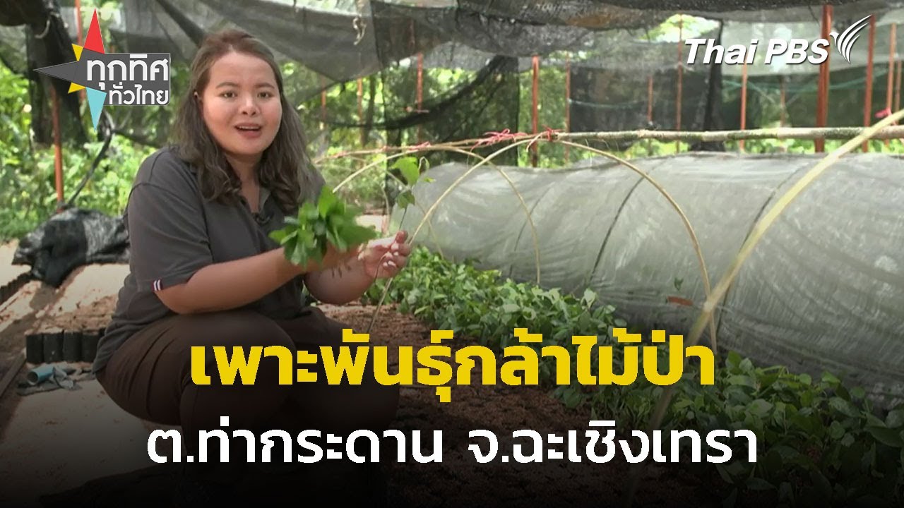 เพาะพันธุ์กล้าไม้ป่าสร้างอาชีพให้ชุมชน | ทุกทิศทั่วไทย | 22 ส.ค. 67