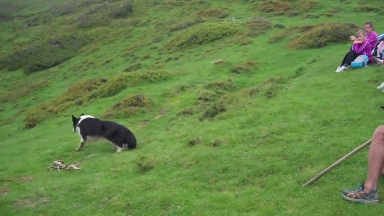 Métier : chien de berger dans les Pyrénées