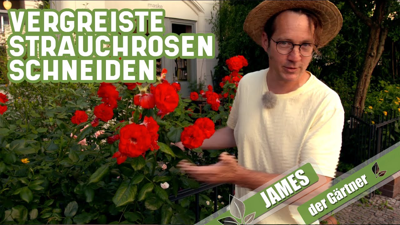 Ab in den Vorgarten - zur Strauchrose! | James der Gärtner