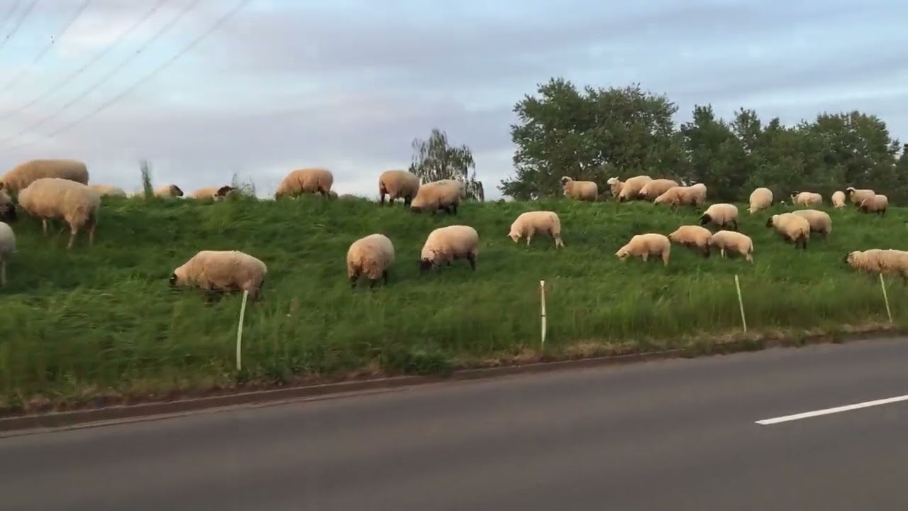 Biologischer Rasenmäher. Schafherde von Bullenhausen. 