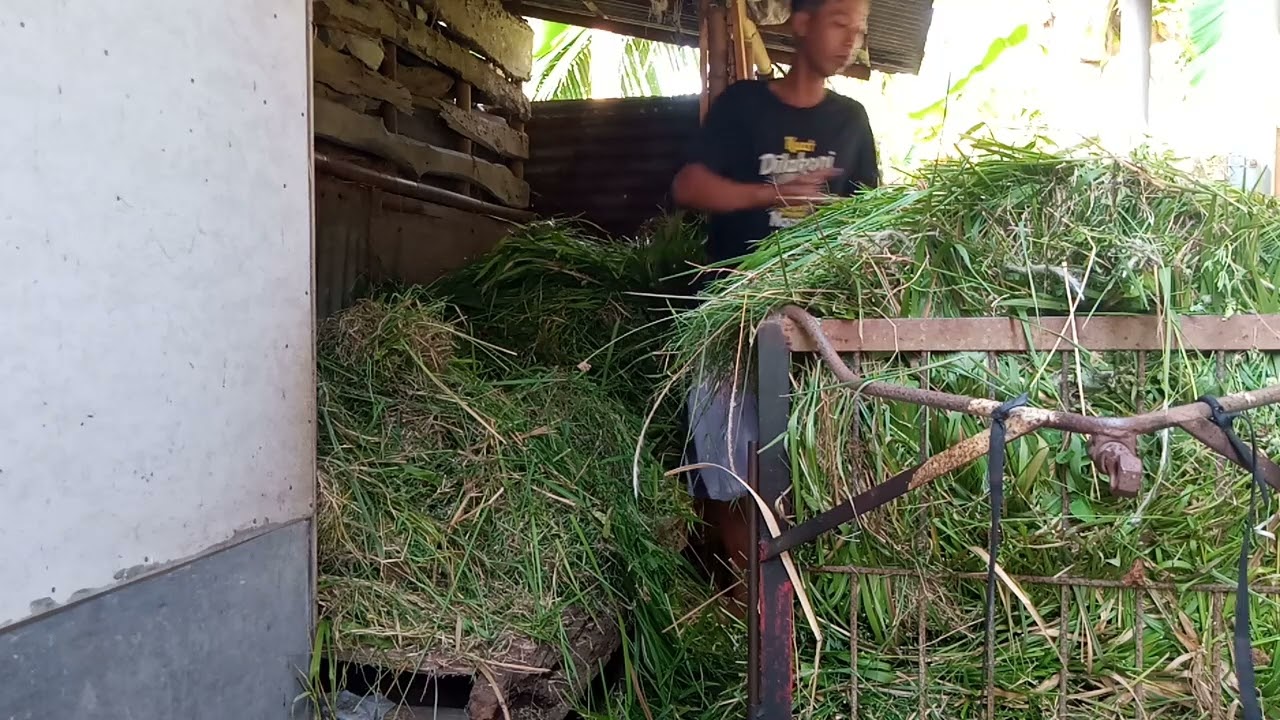 Bongkar rumput liar untuk pakan sapi.#tukangarit #rumputliar#bredingsapi #pedetsuper#rumputgajah#cow