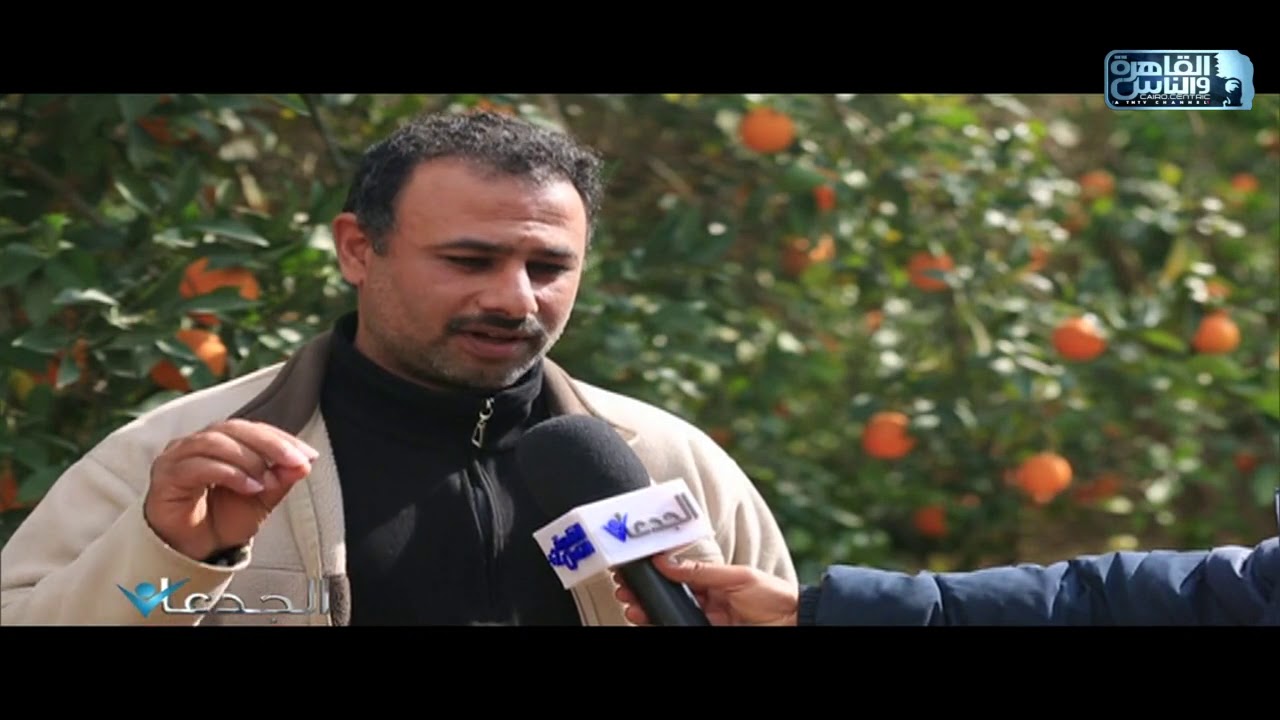 م. علي عبد السميع يروي تحديات زراعة الموالح في وادي النطرون وكيف تمكنت  المزرعة من التصدي لها