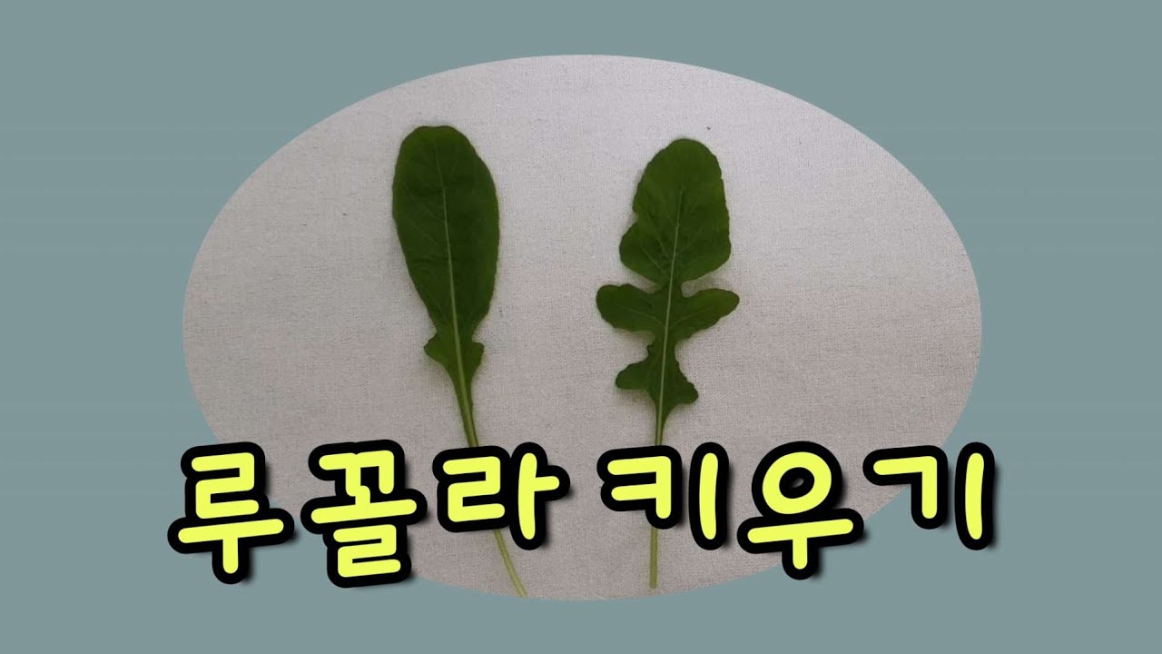 루꼴라 키우기 어렵지 않아요