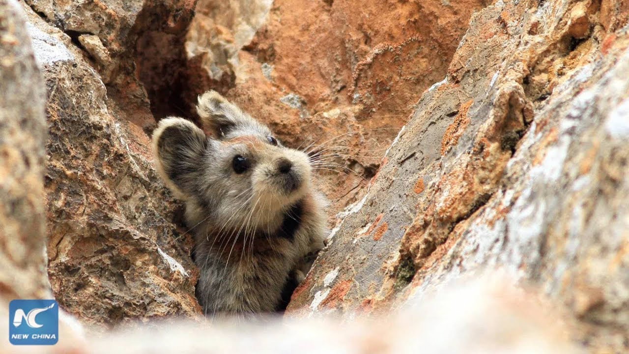 Endangered ili pikas captured on camera