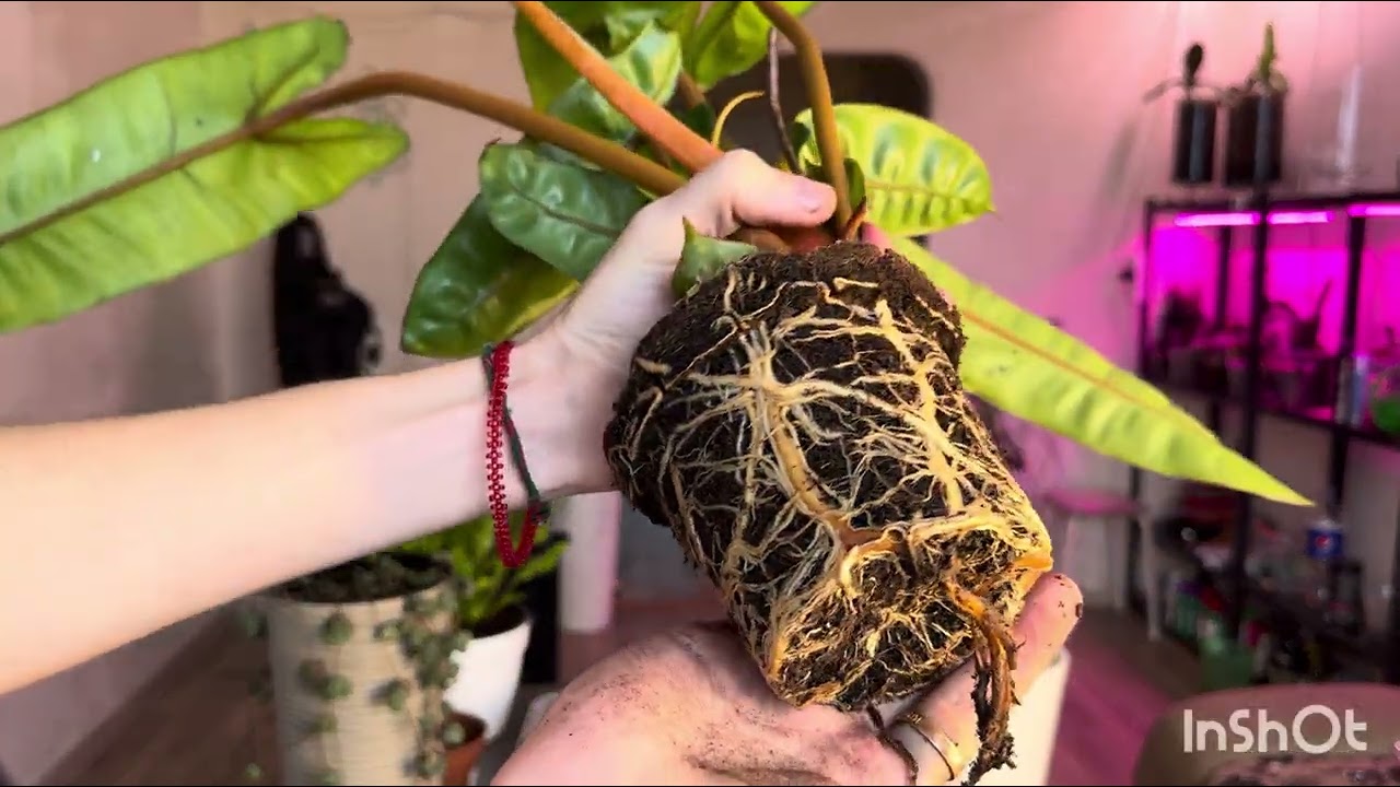 Пересадка папоротника и филодендрона￼￼.Fern and philodendron transplant
