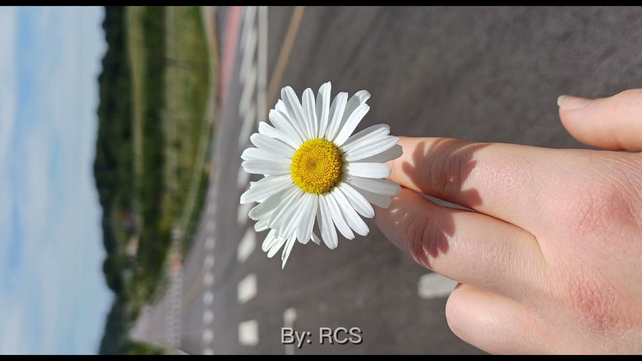 Birds of a feather - Billie Eilish cover by RCS 