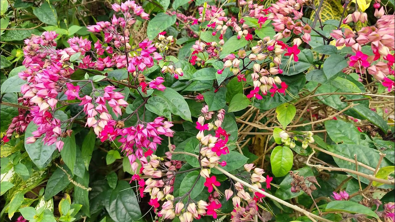 Clerodendrum Plant or Bleeding Heart Vine (Medicinal Plants) #musicremix