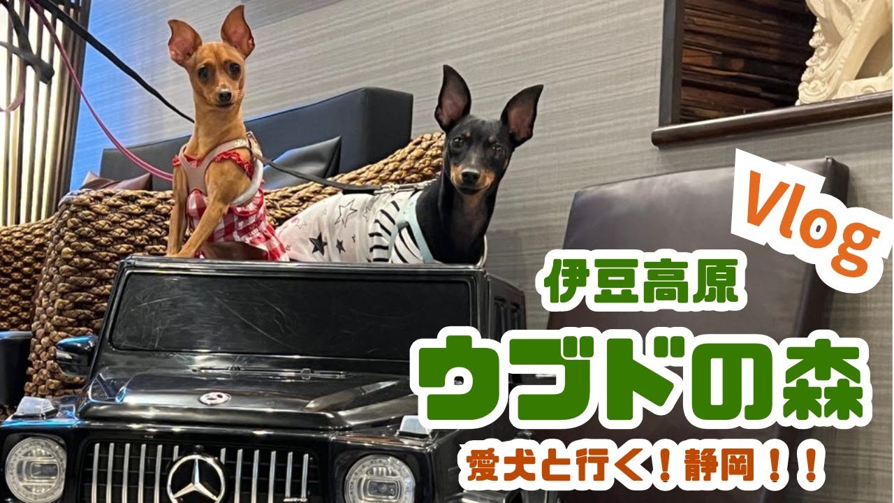 【Vlog】愛犬と行く静岡！ウブドの森伊豆高原Part1 #愛犬と旅行