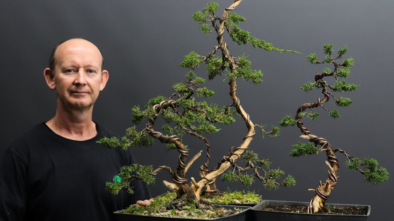 Important Juniper Bonsai Styling Techniques: Pruning, Deadwood Creation, Wiring and Styling.
