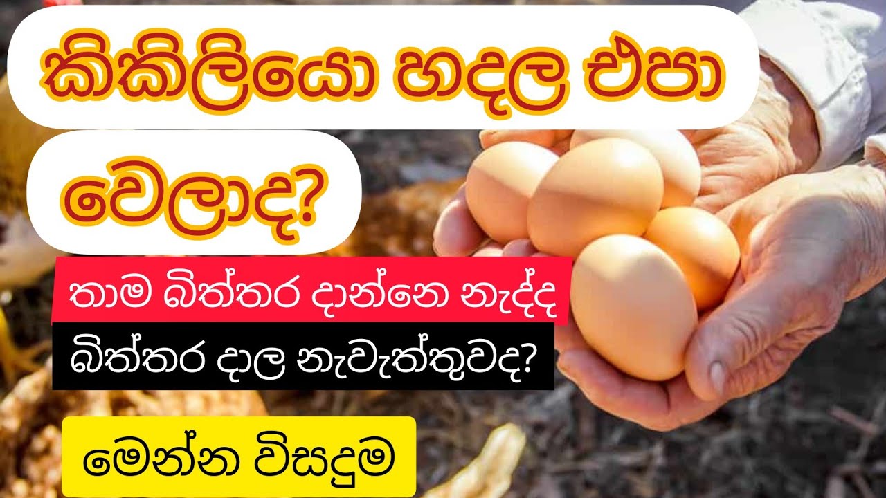 කිකිලියො හදලා එපා වෙලාද? බිත්තර දාන්නෙ නැද්ද . මෙන්න විසඳුම. poultry menegment .