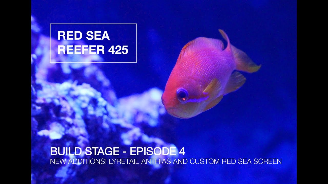 RED SEA REEFER 425 BUILD SERIES - Episode 4 - NEW ADDITIONS & CUSTOM RED SEA SCREEN
