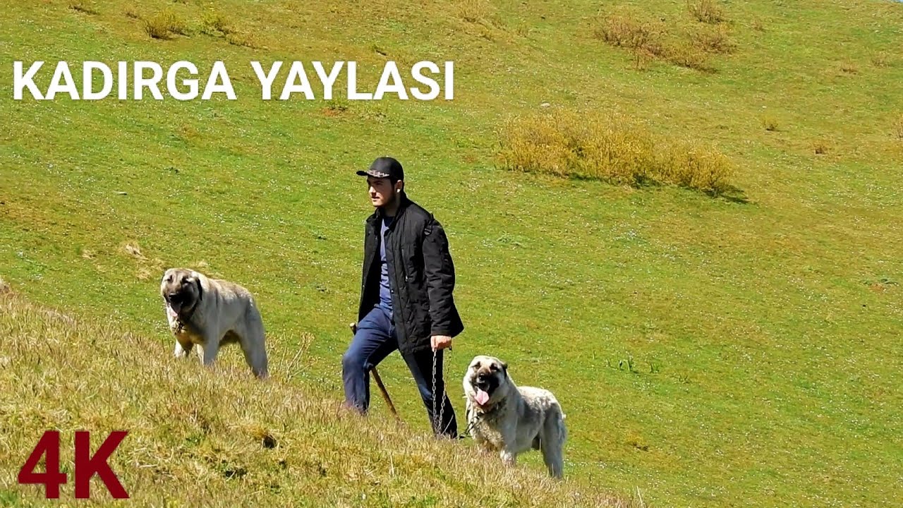 KARAKISRAK OBASI || GÖÇ YOLU -2-