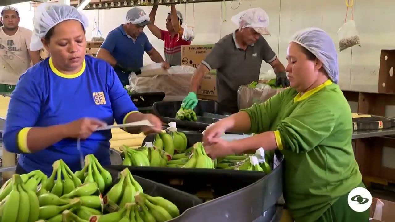 Postcosecha de banano orgánico tipo exportación - La Finca de Hoy