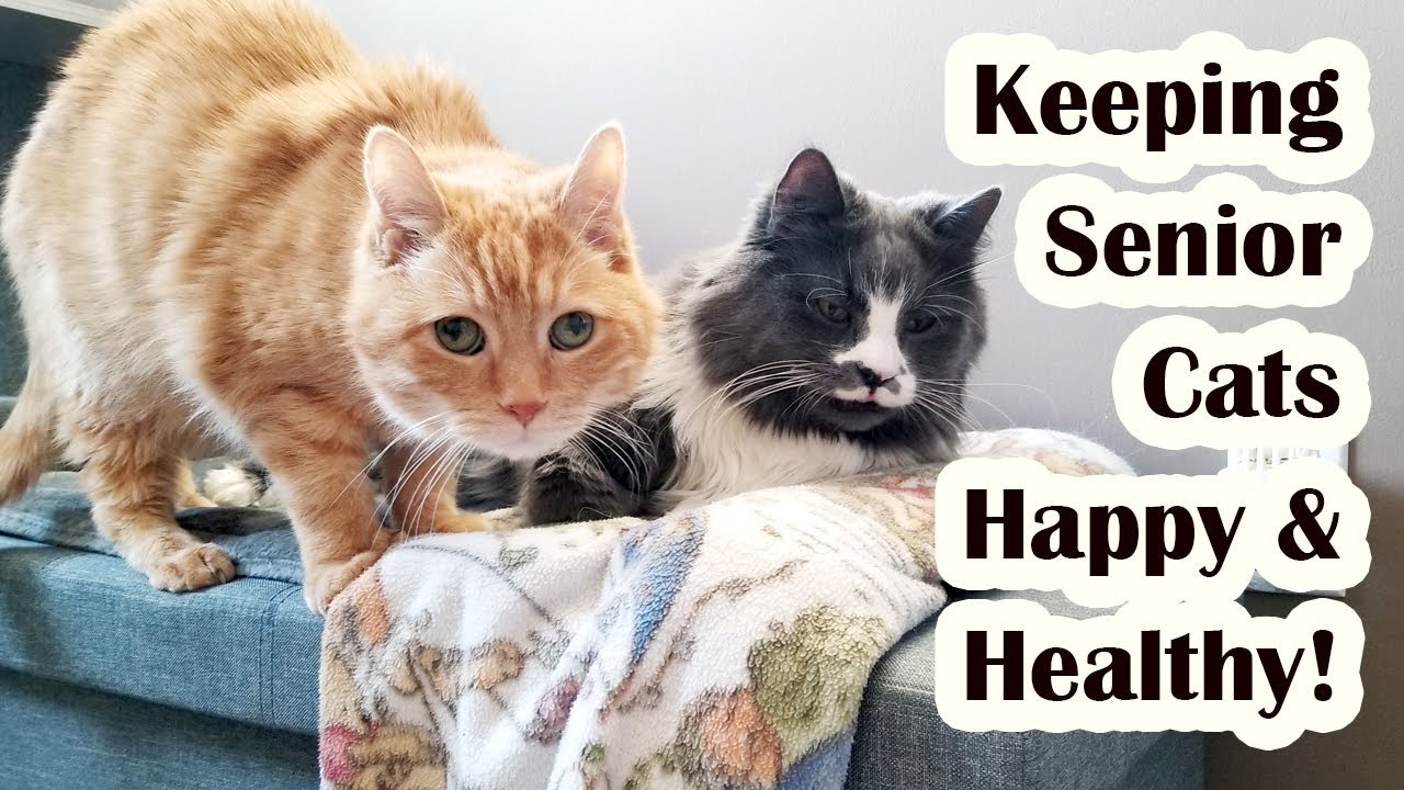 Senior Cat Morning Routine (w/ medications, diet and supplements for 18 yr w/ CKD and 15 yr old cat)