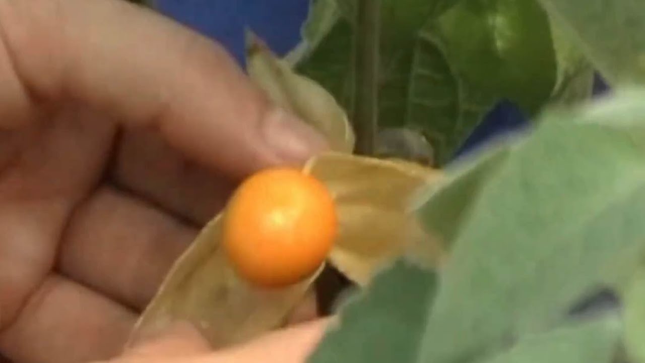 Cultivo orgânico de Physalis pode ser muito lucrativo