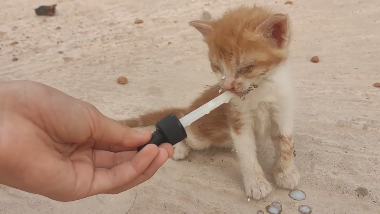 I Took Care of Sick Tiny Kittens to Save Their Lives
