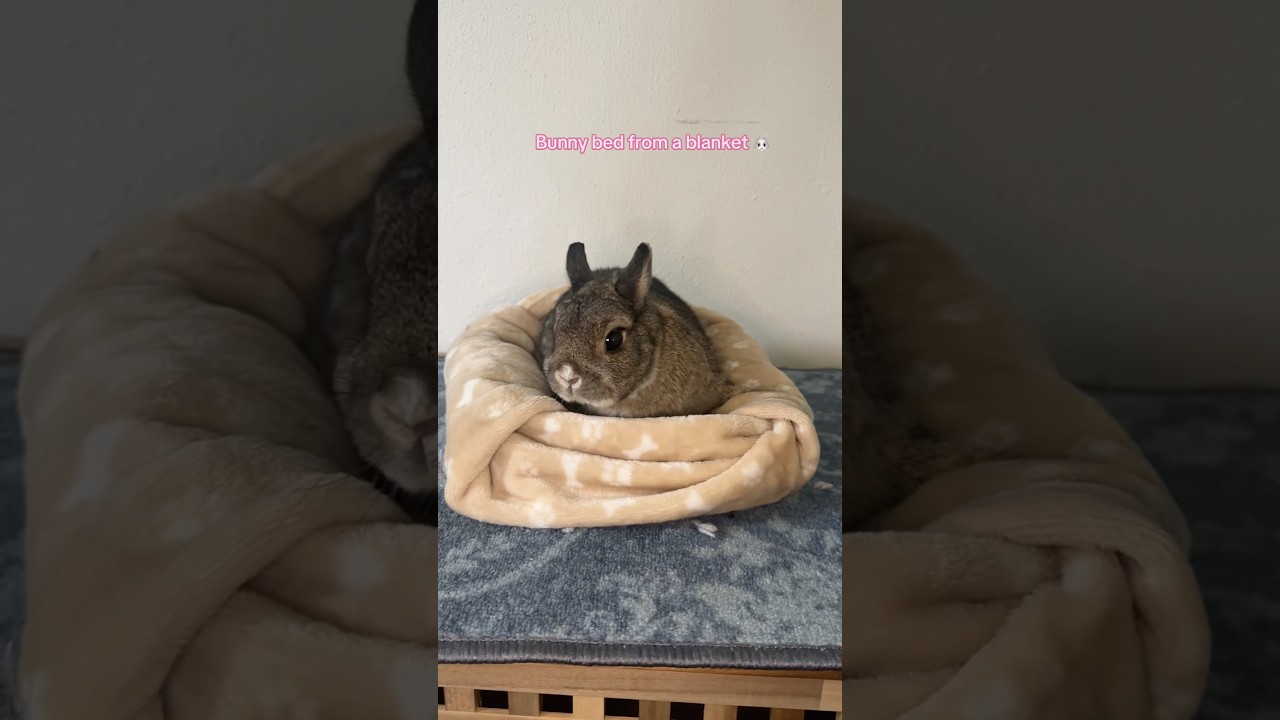Wait for it&hellip; Olaf reaction is priceless 😂#diy #bunnytok #konijn #blanket #bunny #rabbit #bunnycare