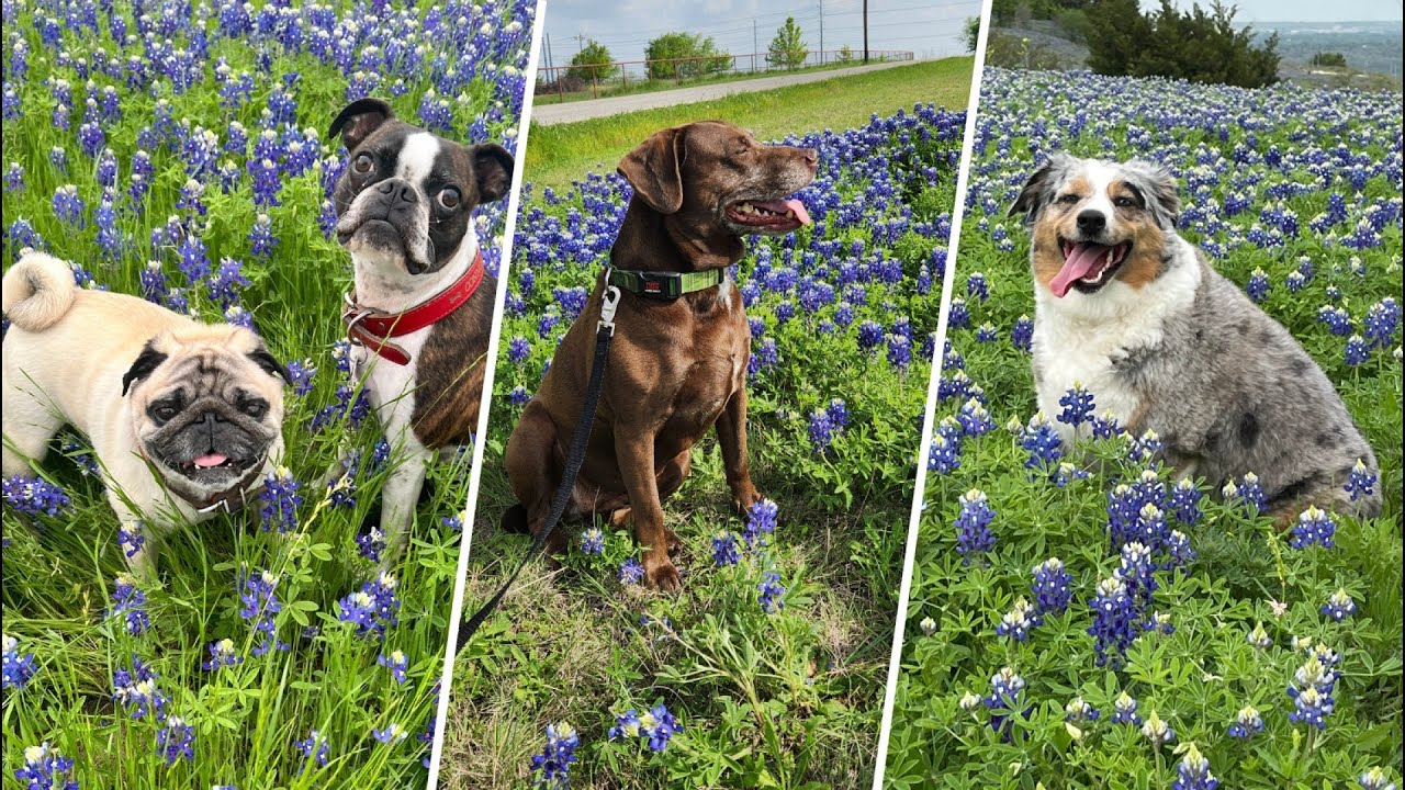 National Puppy Day: April 11, 2024