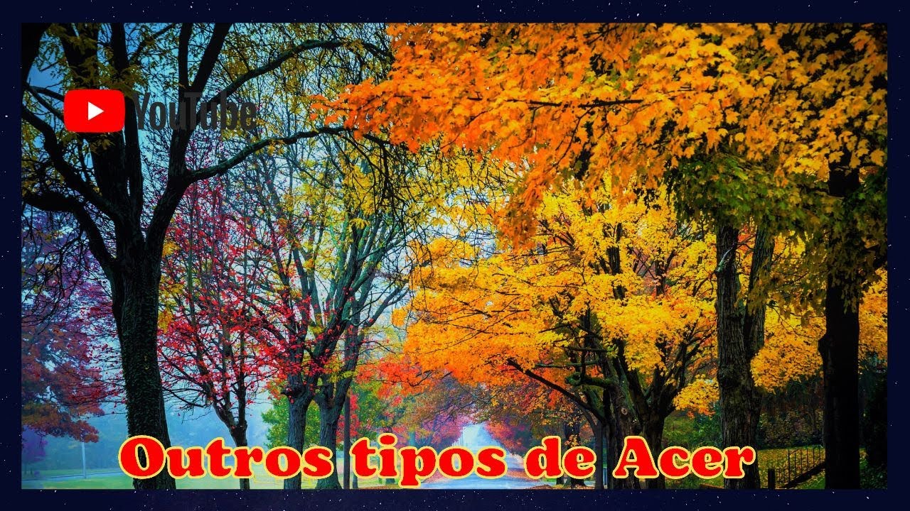 Acer ou Maple de diferentes espécies - Youtube