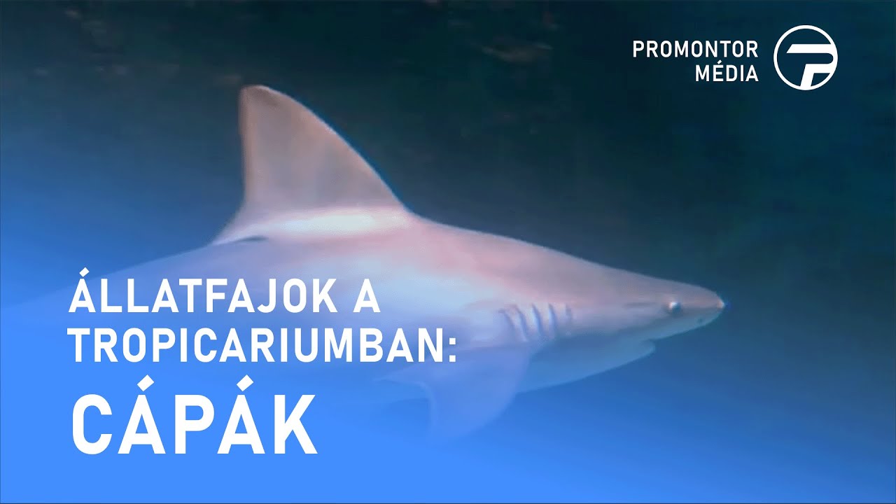 Állatfajok a Tropicariumban - Cápák - 2025.05.30.