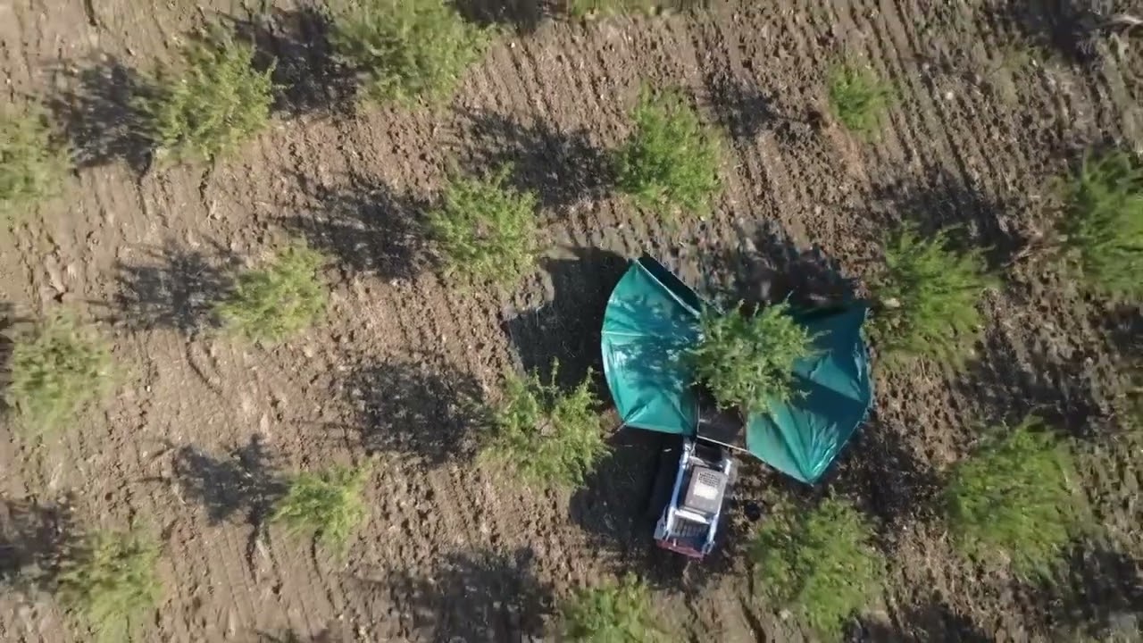 Raccolto 2025 Mandorle Biologiche Siciliane