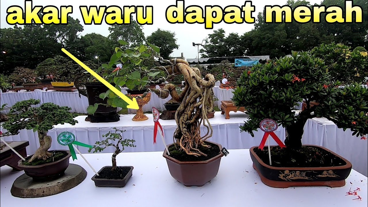 Akar Waru Dapat Bendera Merah Di Pamnas PPBI Tabanan