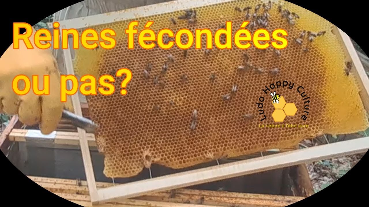 Que deviennent les essaims de l'année?